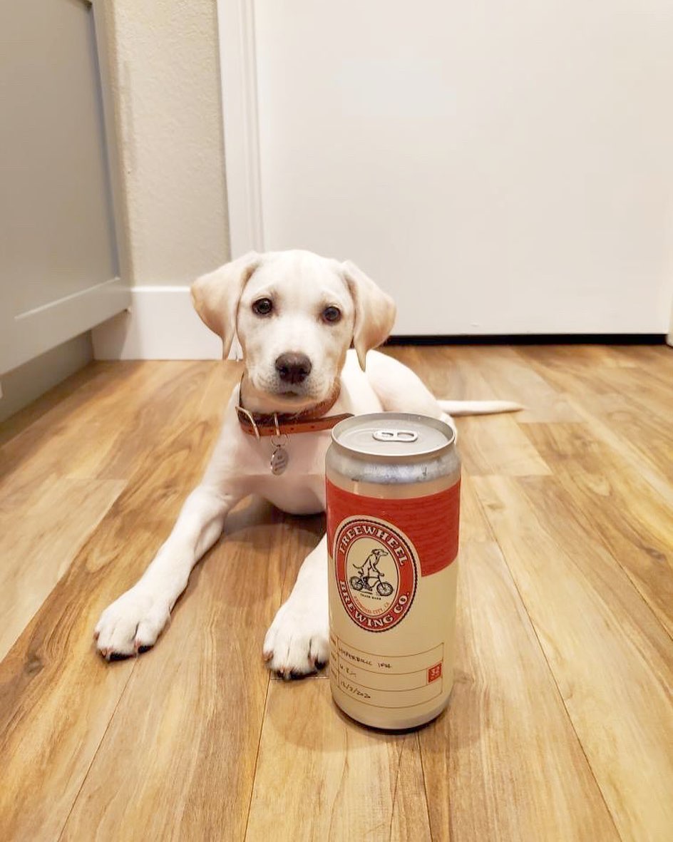 A white dog next to a can of beer with the Freewheel logo on it.