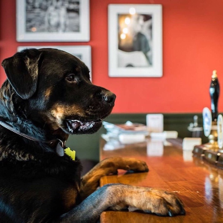 A dog with its paws on the counter at the Freewheel bar.