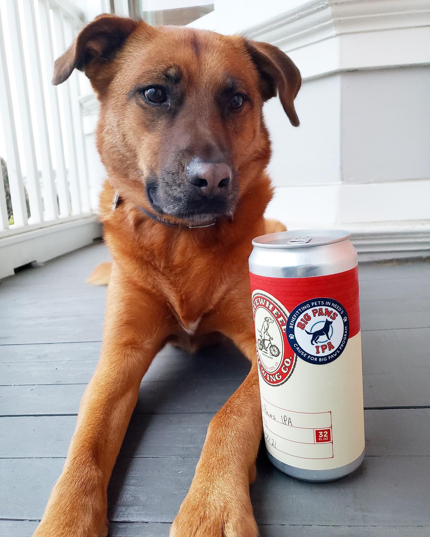 A brown dog next to a can of beer with the Freewheel logo on it, labelled "Big Paws IPA."